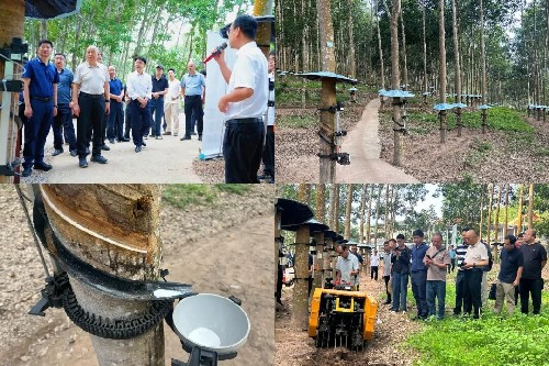 在勐臘農(nóng)場二分場五隊(duì)熟化基地參觀割膠機(jī)械作業(yè)場景